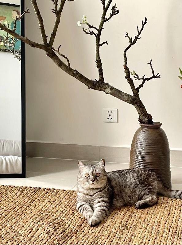 Thảm Cói / Lục Bình Handmade